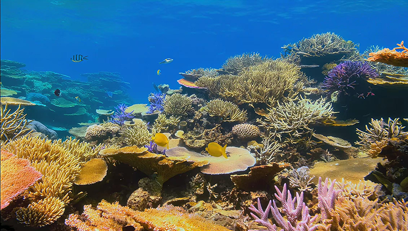 Biodiversity Hotspot